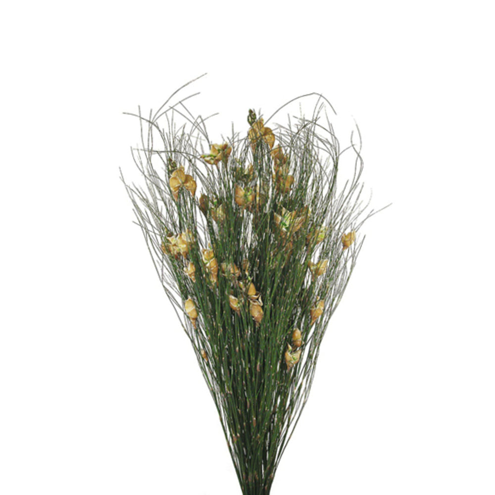 Bell Grass Natural Stems