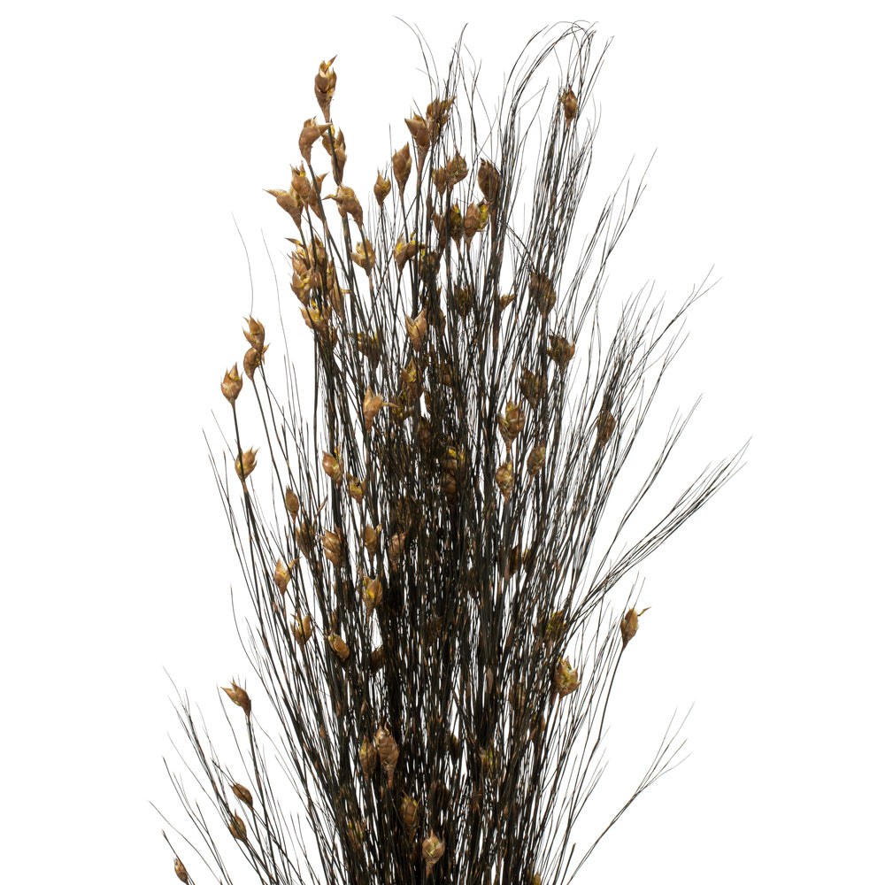 Bell Grass Natural Stems