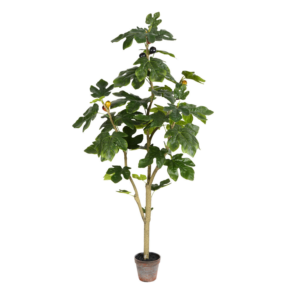 Potted Fig Tree